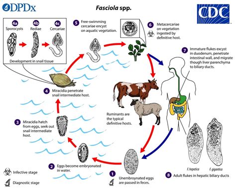 Fasciola hepatica- Common liver fluke or Sheep liver fluke