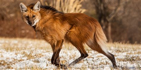 Maned wolf | Smithsonian's National Zoo and Conservation Biology Institute