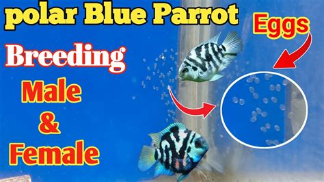 Polar Blue Parrot Breeding | Cichlid Fish Tank Setup | Polar Parrot ...