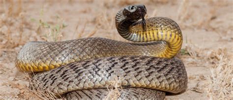 The Top 10 Most Venomous Snakes in the World - AZ Animals