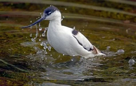 Avocet: Description, Pictures, & Fun Facts I TheBirdPedia