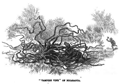 The Man-Eating Tree of Madagascar (1874)