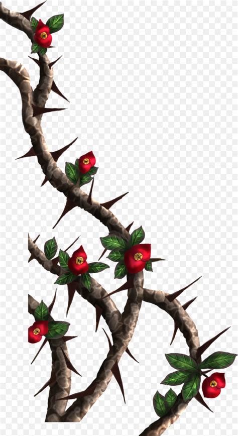 Thorns, Spines, And Prickles Rose Crown Of Thorns Drawing Clip Art, PNG ...