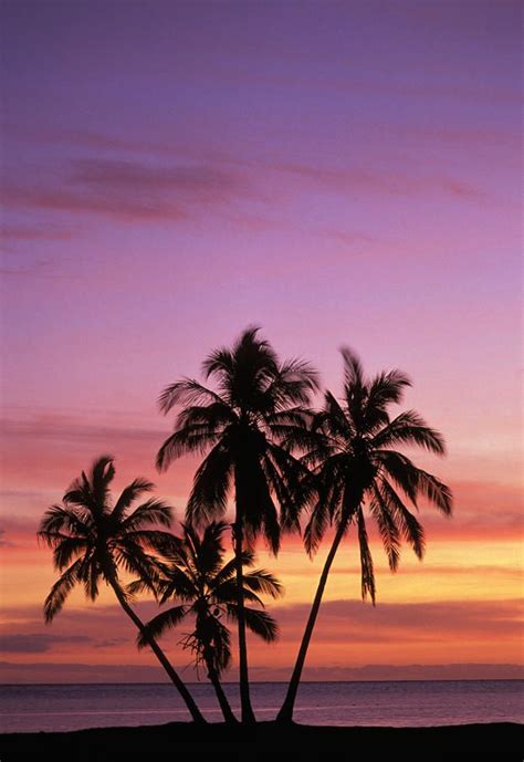 Pin by Diane Aldrich on * Hawaii | Palm tree sunset, Beautiful sunset ...