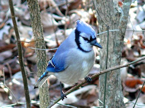 File:Blue Jay-27527.jpg - Wikipedia