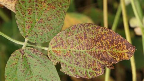 Cercospora Leaf Blight - Soybean Disease - Soybean Research ...