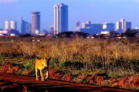 Nairobi National Park – Diani Travel Center