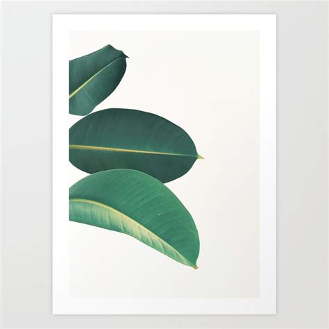 Rubber Fig Leaves II Art Print by Cassia Beck | Society6