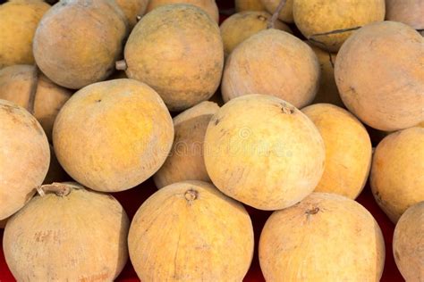 Santol fruit on tree stock photo. Image of color, sweet - 20140194