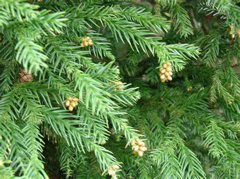 10 Evergreen Trees Every Gardener Should Know - Dreamley