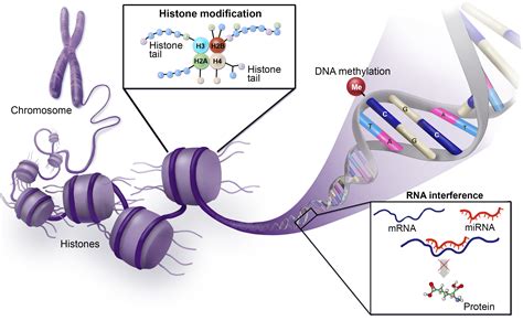 Epigenetic Mechanisms: Emerging Therapeutic Targets for Blood Disorders ...