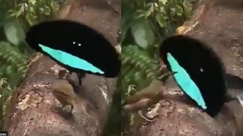 Incredible mating dance by male superb bird of paradise goes viral ...