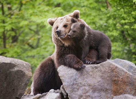 Eurovision Discover Stockholm: The Skansen Open Air Museum and Zoo