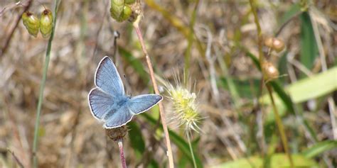 Mission (Blue) Impossible: A Rescue Plan for Endangered Butterflies ...