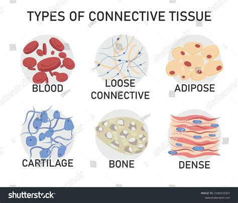 Cartilage Connective Tissue Diagram