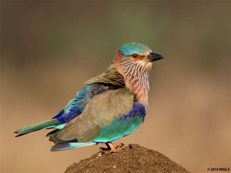 Indian Birds Photography: [BirdPhotoIndia] Indian Roller