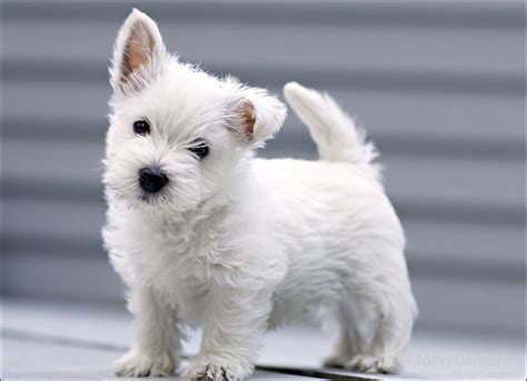 West Highland White Terrier Dog Breed - Pictures, Information ...