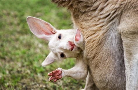 Baby Kangaroo Wallpaper - WallpaperSafari