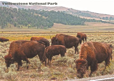 Yellowstone National Park Grazing Bison Premium Quality 1000 Piece ...