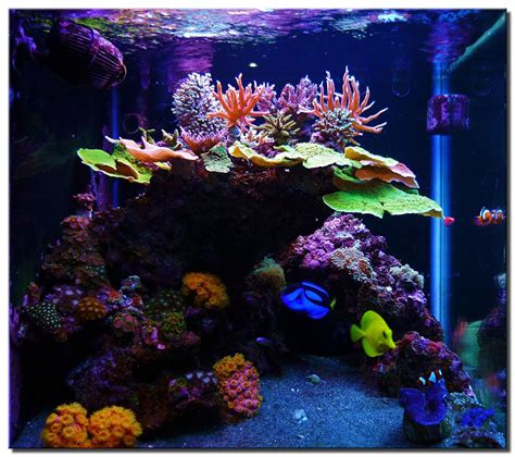 Top Reef Tank Aquascapes | Current Tank Info: 30x30x18" 70 gallon Cube ...