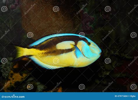 Surgeonfish stock photo. Image of fish, lovely, yellow - 47971604