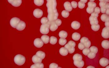 Staphylococcus Saprophyticus Colony Morphology