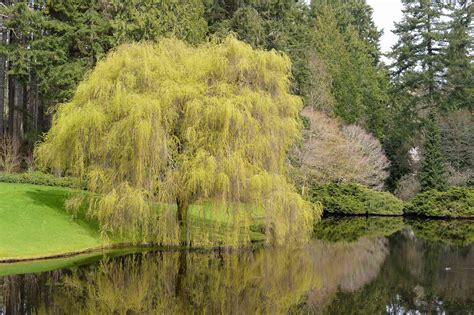 10 Fast Growing Shade Trees for Your Yard