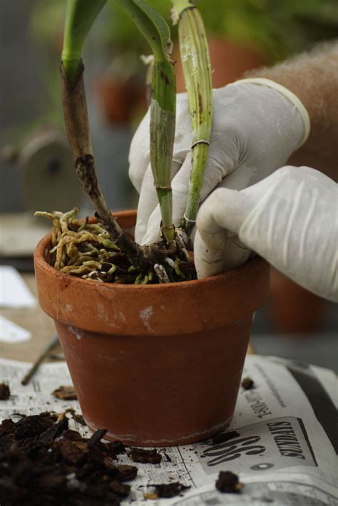 Repotting Orchid Plants - How And When To Repot Orchids | Gardening ...