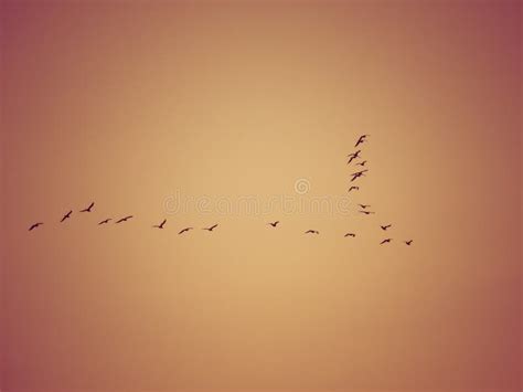 Birds formation stock photo. Image of formation, nature - 39656500