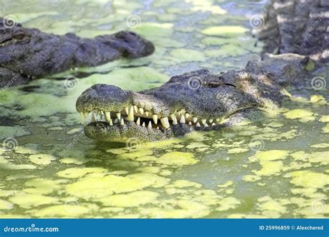 Nile Crocodile In Swamp Royalty Free Stock Images - Image: 25996859