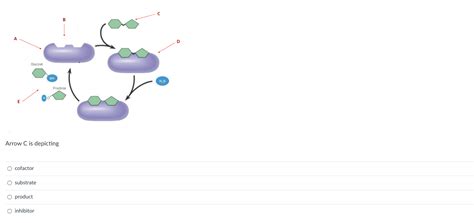 Solved Arrow A is depicting cofactor enzyme enzyme-substrate | Chegg.com