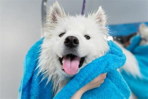 How to Give a Dog a Bath: A Complete Guide – Dogster