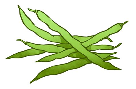 Fresh Green Bean drawing free image download