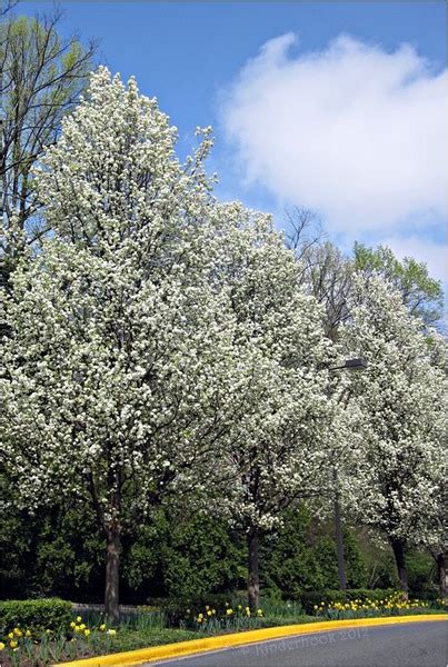 Pear Tree Blossoms | RedGage