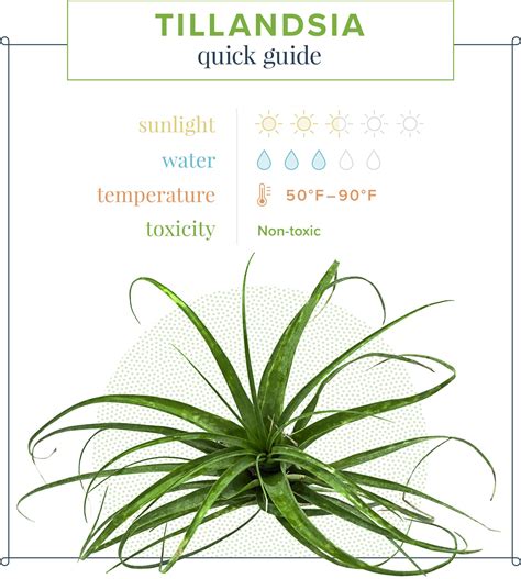 Air Plant Care Guide: Growing Information + Tips - ProFlowers Blog