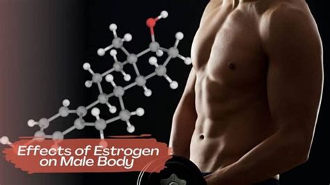 Effects of Estrogen on Male Body | Causes of High/Low Levels