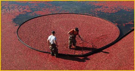 Cranberry Bog Spider: Everything You Want to Know | Spider Knowledge