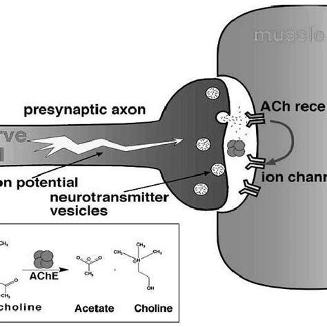 6: The inhibition mechanism of AChE by organophosphate nerve agents ...