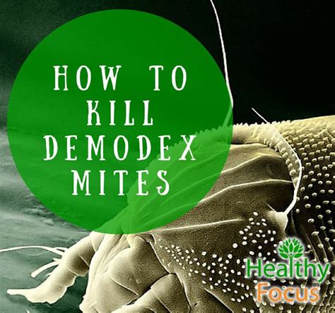 How to Kill Demodex Mites - Healthy Focus