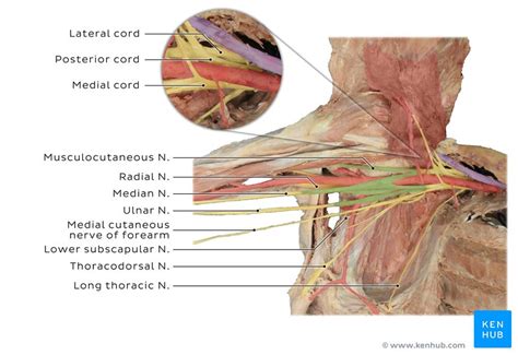 Musculocutaneous nerve: Anatomy, course and function | Kenhub