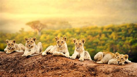 Africa Tours | Best Africa Tours & Package Tours