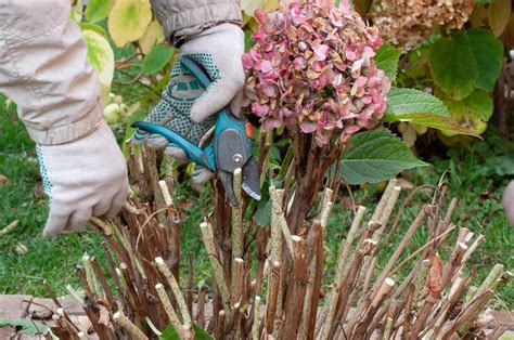 How to Prune Hydrangeas - Watters Garden Center