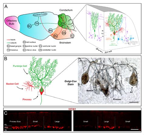 Basket cells are inhibitory interneurons in the cerebellar cortex that ...