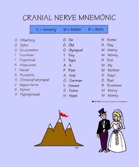 order of draw mnemonic - Vernon Hawk