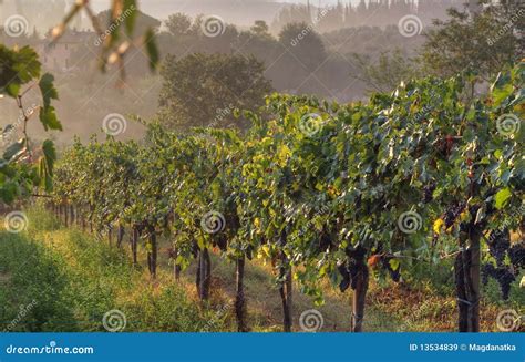 Vineyard in Italy stock image. Image of countryside, tuscany - 13534839