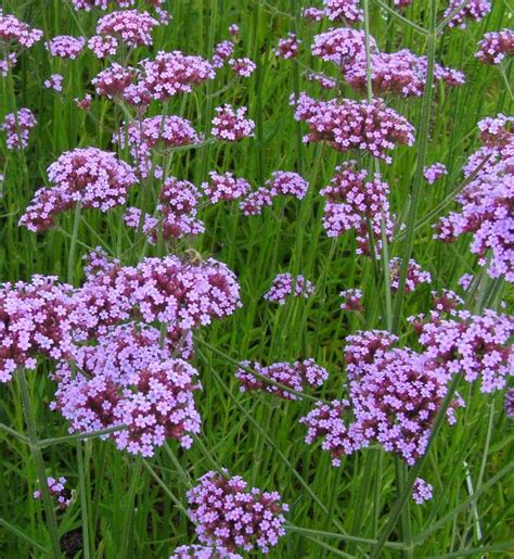 Family Verbenaceae; Genus Verbena; Species bonariensis, Purpletop ...