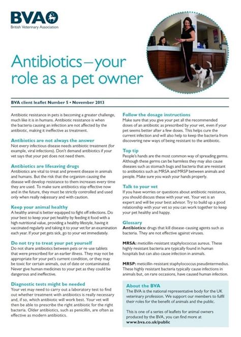 How to use pet antibiotics advice Palmerston vets