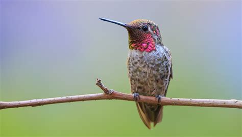 Anna's hummingbird | San Diego Zoo Wildlife Explorers