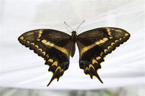 Schaus Swallowtail l Extremely Rare Butterfly - Our Breathing Planet