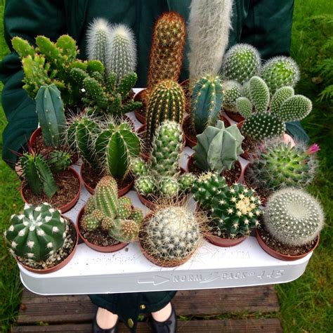 Set of 10 Mixed Cactus Plants in 5.5cm Pots Indoor/House